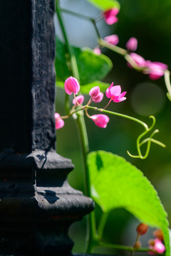 围栏花枝