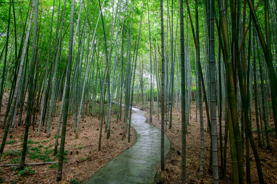 竹林小路高清