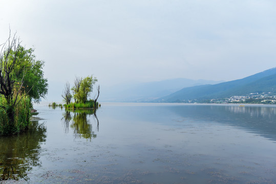 西昌邛海湖泊古树