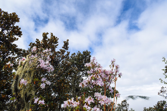 森林云海水墨风景杜鹃花