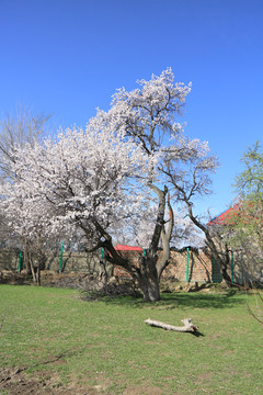 美丽的杏花园