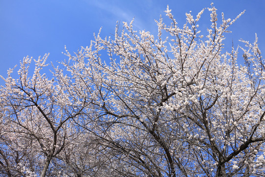 杏花满树