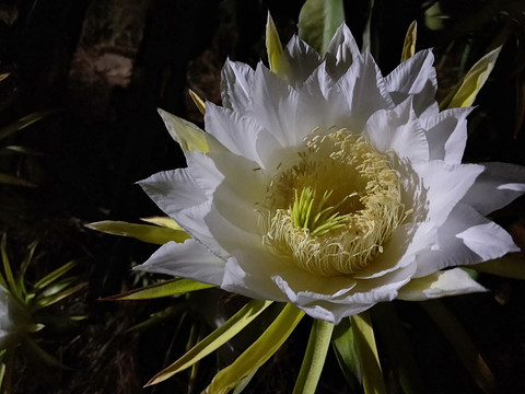 火龙果花开神奇美丽