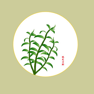 鐵皮石斛