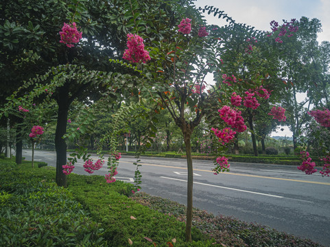 公路边的紫薇花