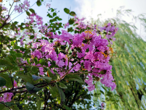 小花紫薇