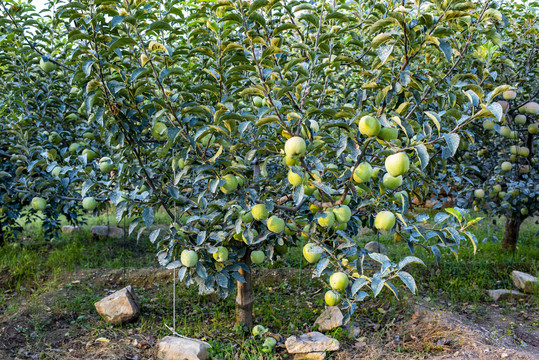 蘋(píng)果樹(shù)