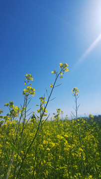 油菜花