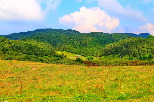 高山草地森林