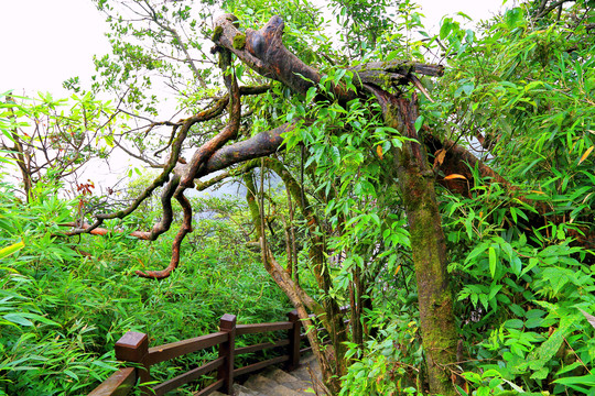 南天门登山路