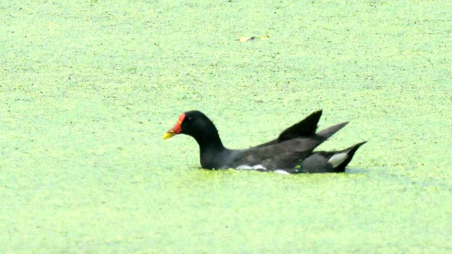 黑水鸡