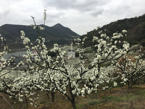 李子花开