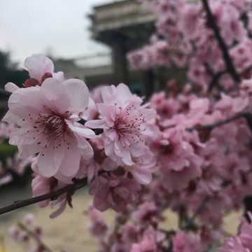 桃花特写