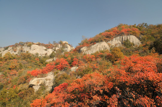 铁山红叶