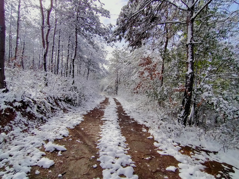 雪落大森林