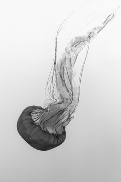 游动飘逸的水母