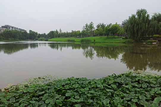 公园绿植风景