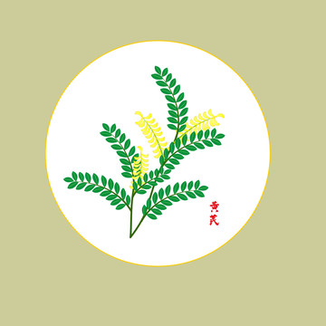 手繪黃芪