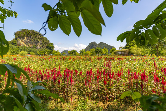 九龙峰林小镇景区绿色植被