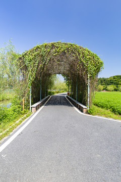 九龙峰林景区的植物隧道