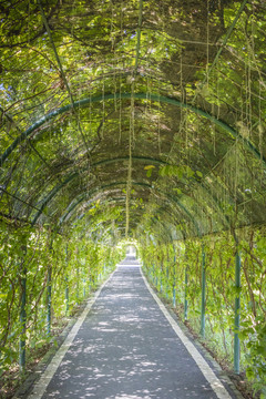 九龙峰林景区的植物隧道