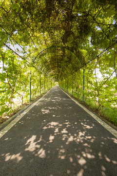 九龙峰林景区的植物隧道