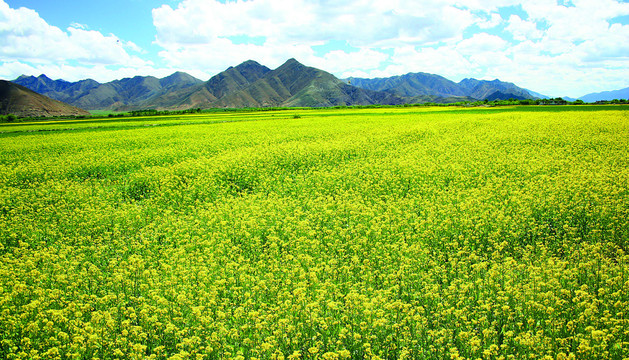 西藏油菜美景