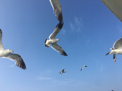 大海上蓝天中飞翔的海鸥