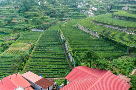 崂山茶园梯田