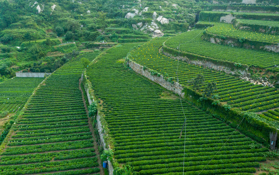 崂山茶园梯田