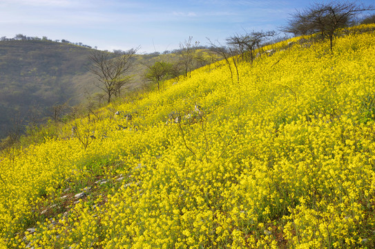 蓝天野花山岗