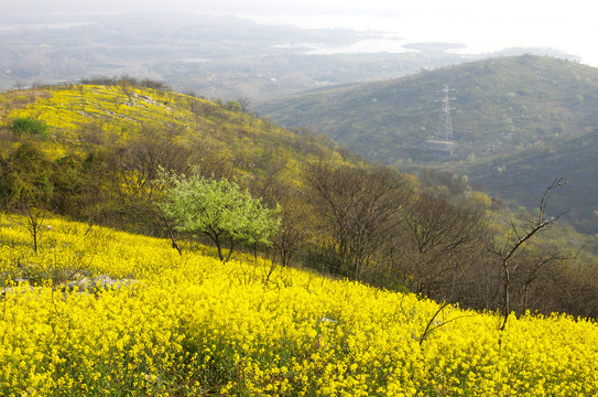 蓝天野花山岗