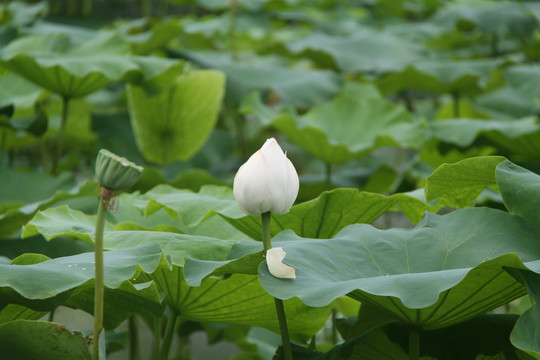 夏季荷花摄影