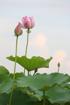 夏季荷花摄影