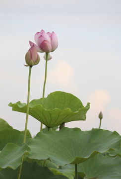 夏季荷花摄影