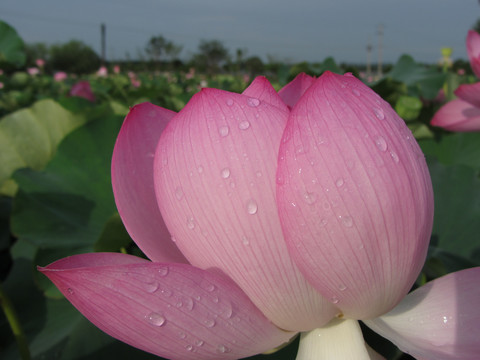 夏季荷花摄影