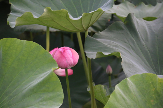 夏季荷花摄影