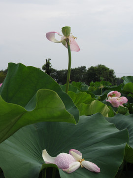 夏季荷花摄影