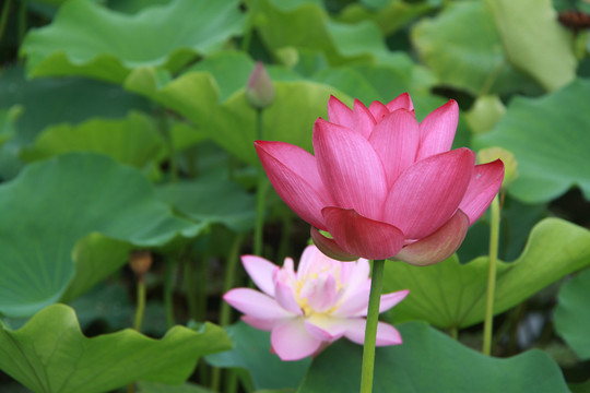 夏季荷花摄影