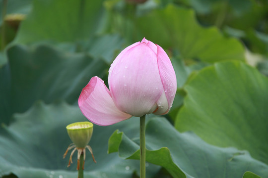 夏季荷花摄影