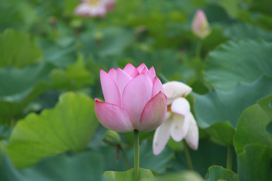 夏季荷花摄影