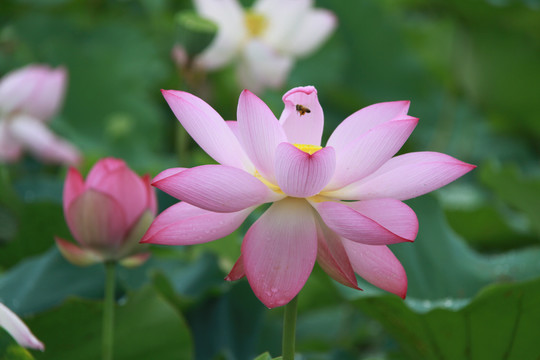 夏季荷花摄影