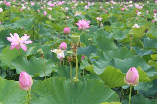 夏季荷花摄影