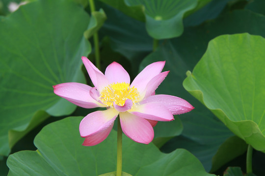 夏季荷花摄影