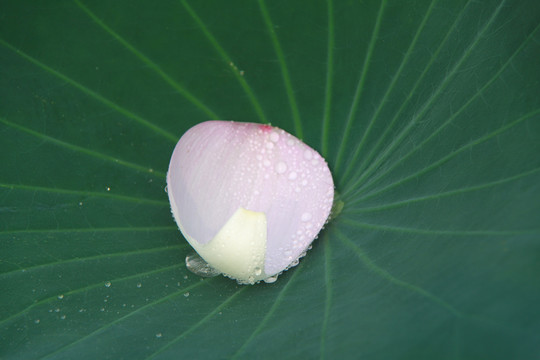 夏季荷花摄影