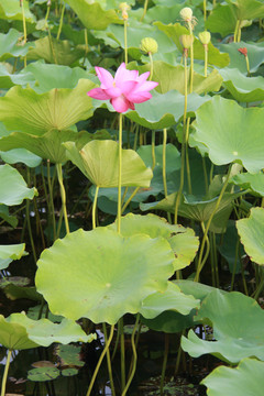 夏季荷花摄影