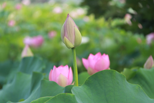 夏季荷花摄影