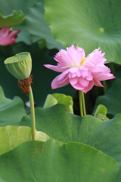 夏季荷花摄影