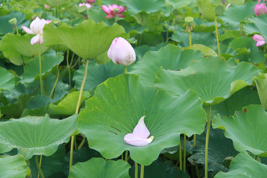 夏季荷花摄影