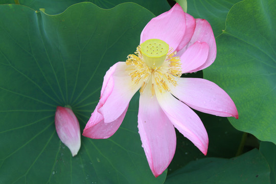 夏季荷花攝影